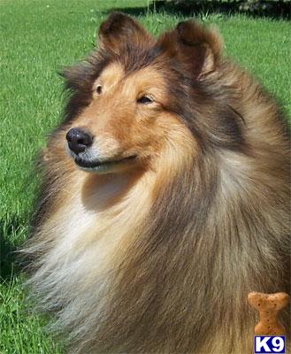 Stud Dogs - Shetland Sheepdog