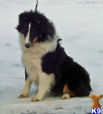 Shetland Sheepdog Puppies for Sale