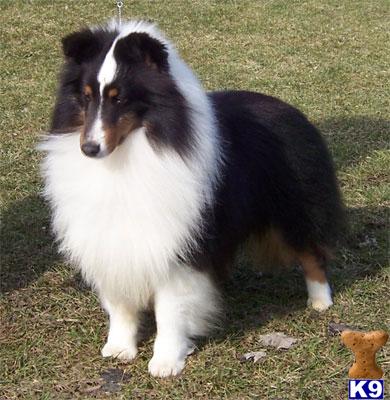 Stud Dogs - Shetland Sheepdog