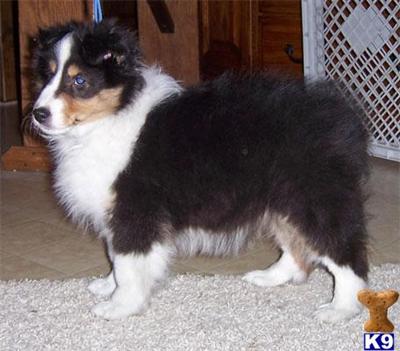 Shetland Sheepdog Puppies for Sale