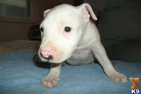 Puppies in SC