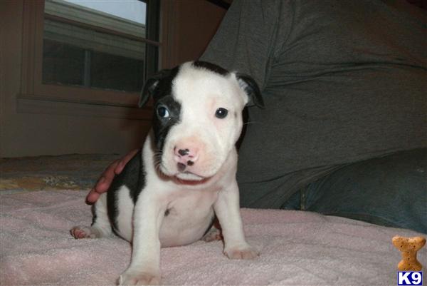 Puppies in SC