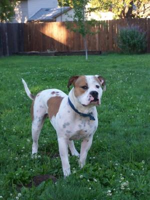 Stud Dogs in OR