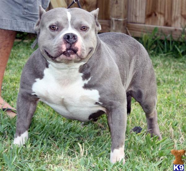 American Pit Bull Puppies in FL
