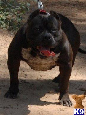 Dogs - American Pit Bull