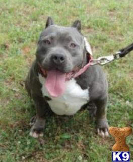 Dogs - American Pit Bull