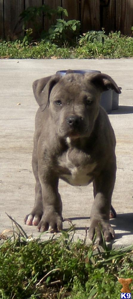 American Pit Bull Puppies in FL