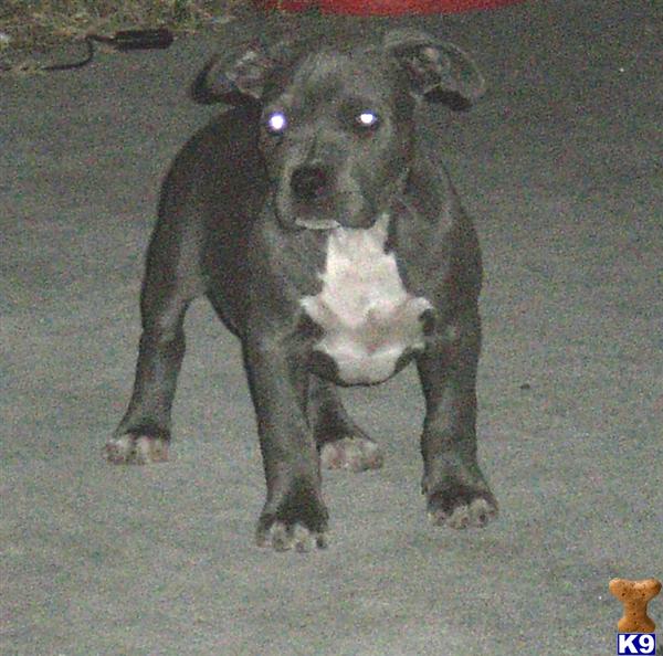 American Pit Bull Puppies in FL