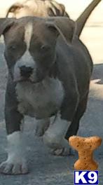 American Pit Bull Puppies in FL