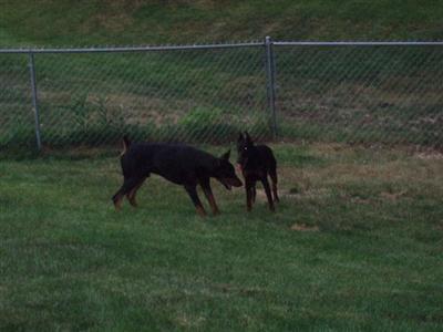 Stud Dogs in MI