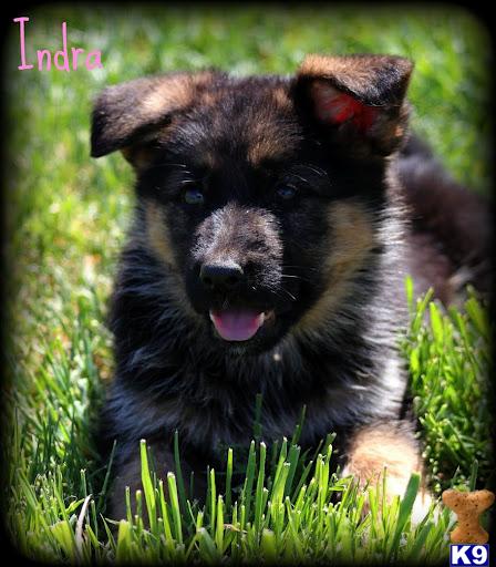 Puppies in Temecula