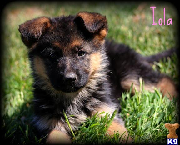 Puppies in Temecula