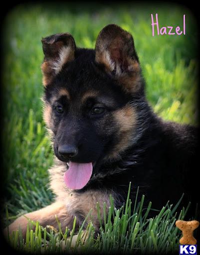 Puppies in Temecula