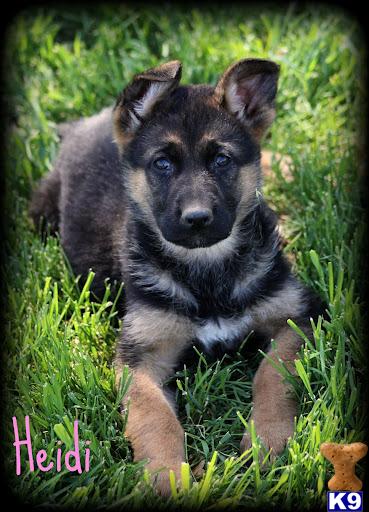 Puppies in Temecula