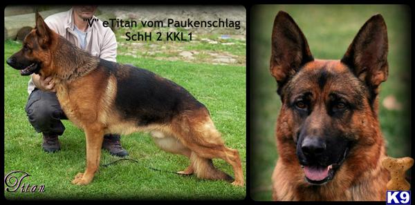 German Shepherd Puppies in CA
