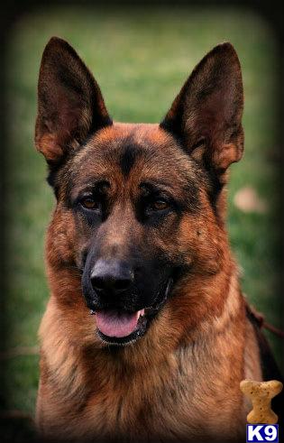 German Shepherd Puppies in CA