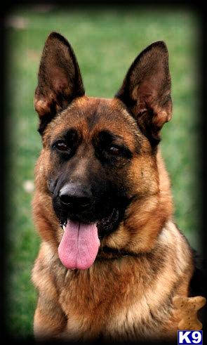 German Shepherd Puppies in CA