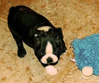 Boston Terrier Puppies in TX