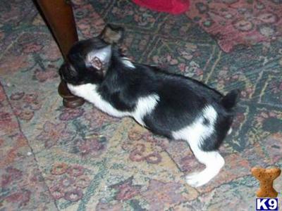 Miniature Schnauzer Puppies in TX