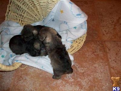 Miniature Schnauzer Puppies in TX
