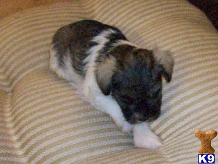 Miniature Schnauzer Puppies in TX