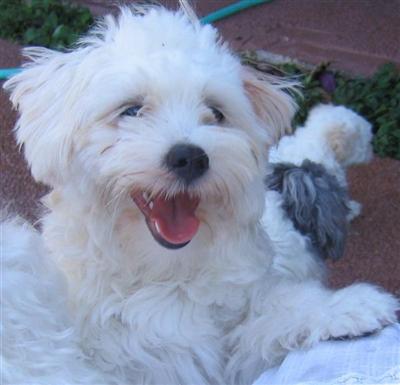 Stud Dogs - Maltese