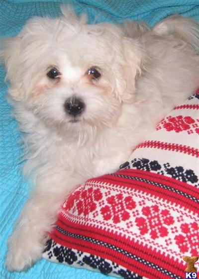 Puppies in Plantation