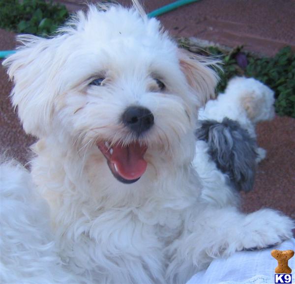 Puppies in Plantation