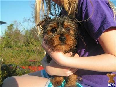 Puppies in AR