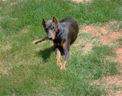 Stud Dogs in AL