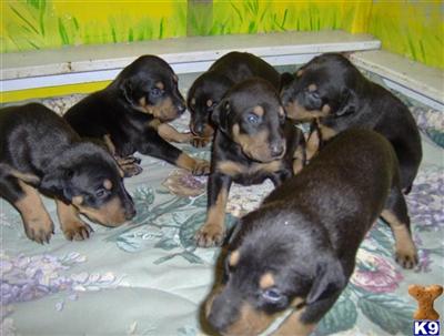 Puppies for Sale