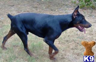 Stud Dogs in AL