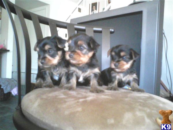 Puppies in Moreno valley