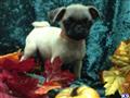 Pug