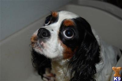 Puppies in MA