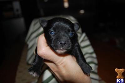 Puppies in MA