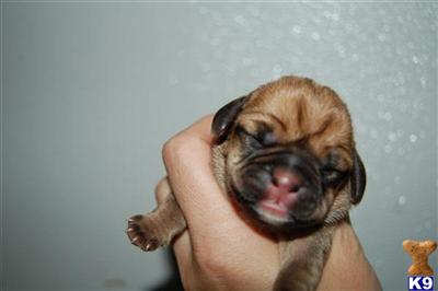 Puppies in MA