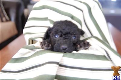 Puppies in MA