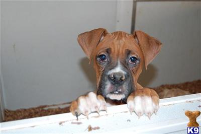 Puppies in MA