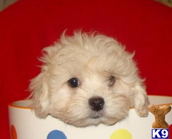 Puppies in MA