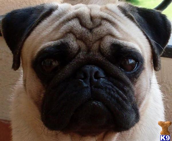 pug aggression document moved pug aggression document moved