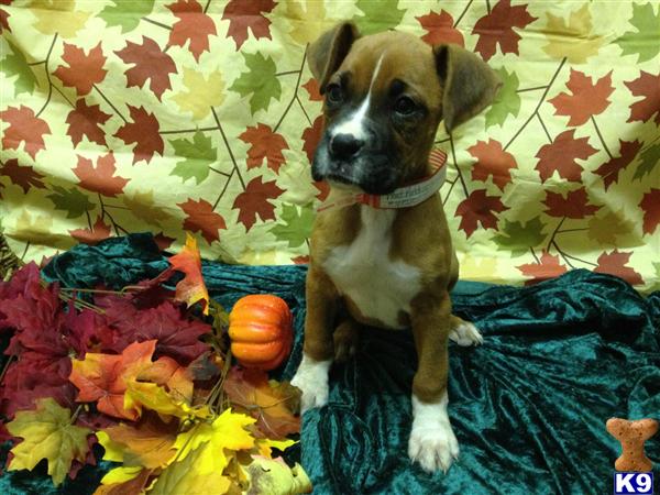 Puppies in MA