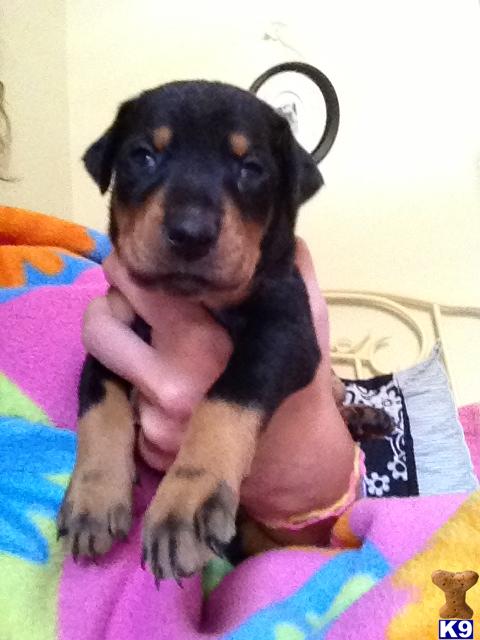 Puppies in MA