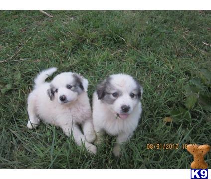 Puppies in MA