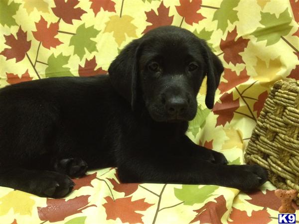 Puppies in MA