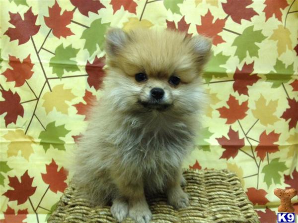 Puppies in MA