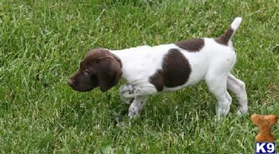 German Shorthaired Pointer Puppies for Sale