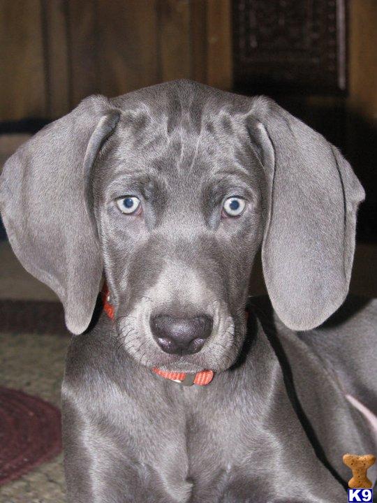 Weimaraner Puppies