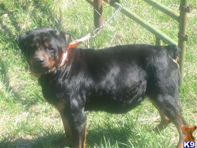 Dogs for Sale in MO
