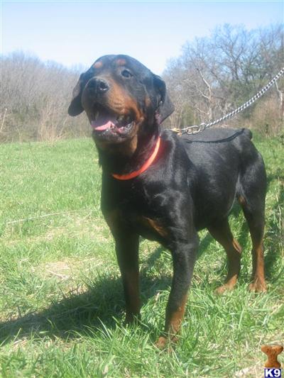 Dogs for Sale in MO